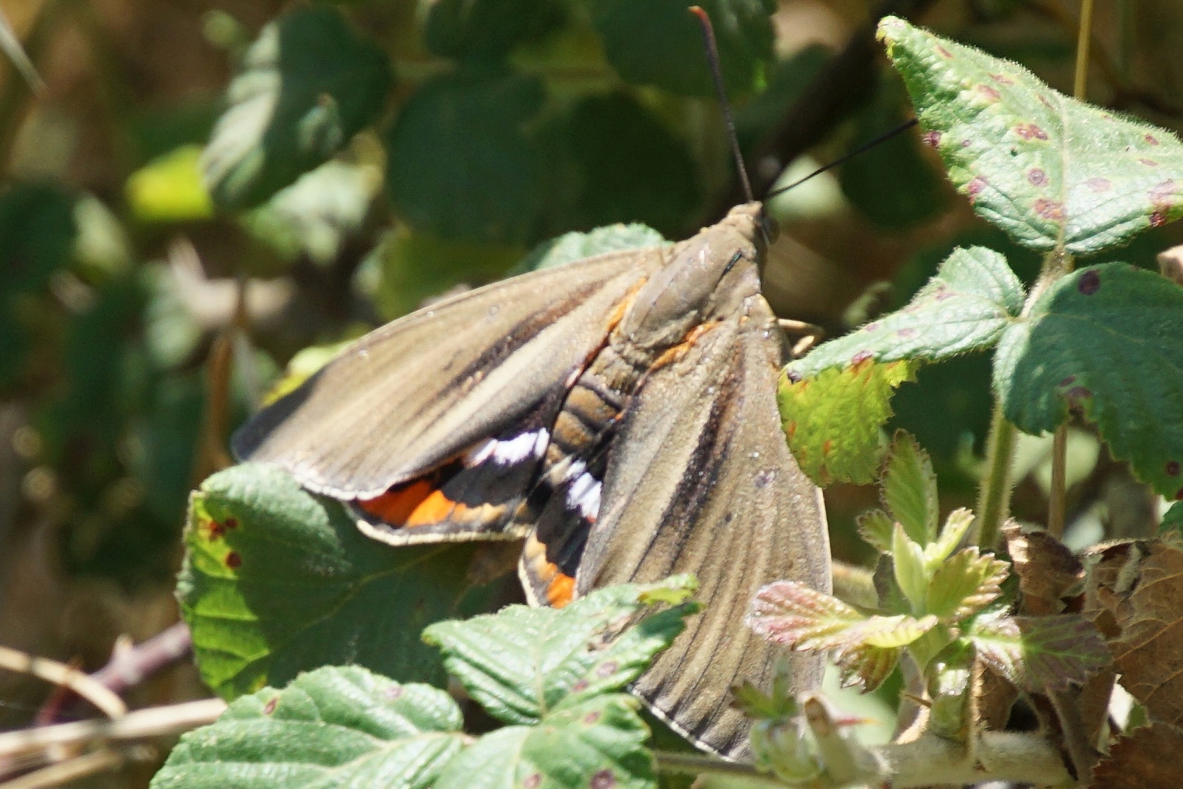 Hyssia olivescens - Palmenmotte (Palmfalter)